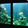 Ansicht des neuen Meerwasseraquariums